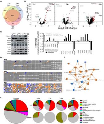 Temporal proteomic analyses of human lung cells distinguish high pathogenicity influenza viruses and coronaviruses from low pathogenicity viruses